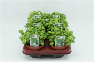 Afbeelding van Basilicum